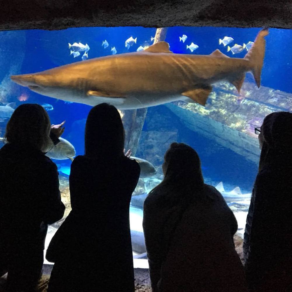 Meet your Posher, Michelle